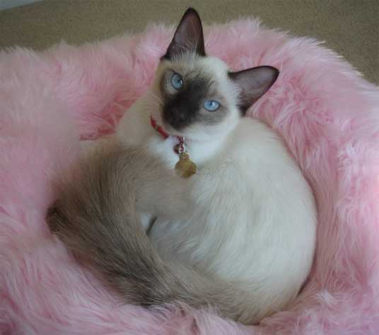 balinese cat. The breed gained