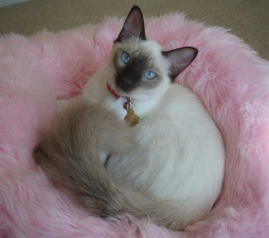 balinese cat