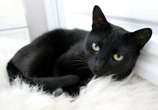black cat on white rug