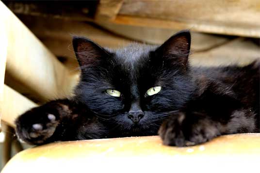 lying black cat