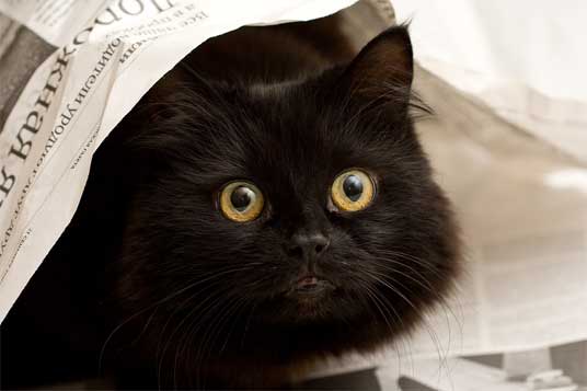 peeping black cat