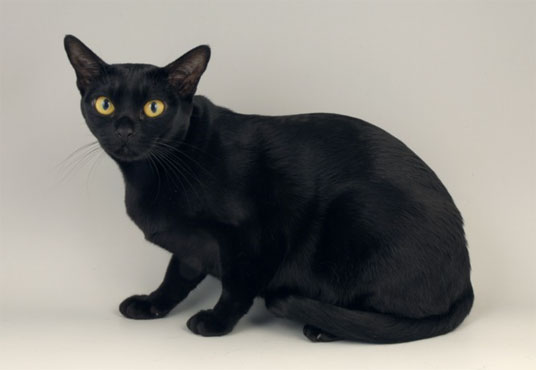 Bombay Cat Breed