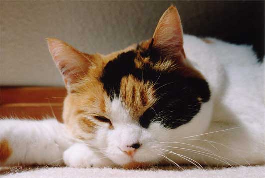 Sleeping calico cat
