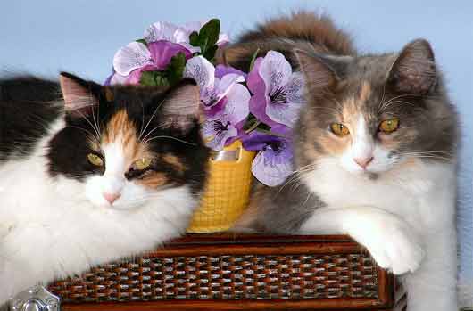 calico cats