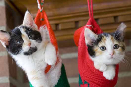Calico Kittens Pictures