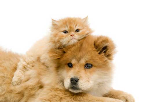 dogs and cats. ginger cat with dog