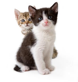 two cute kittens