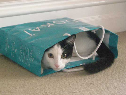 funny cats pictures. Funny Cats in Bags