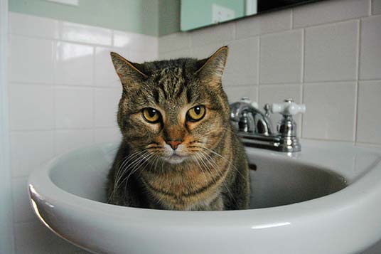 house cats in basins house cats 536x357