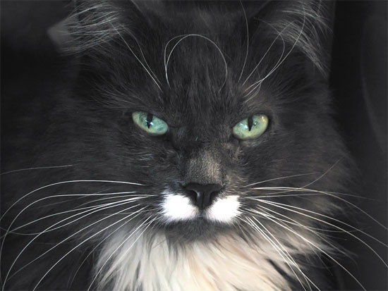 Black and white maine coon