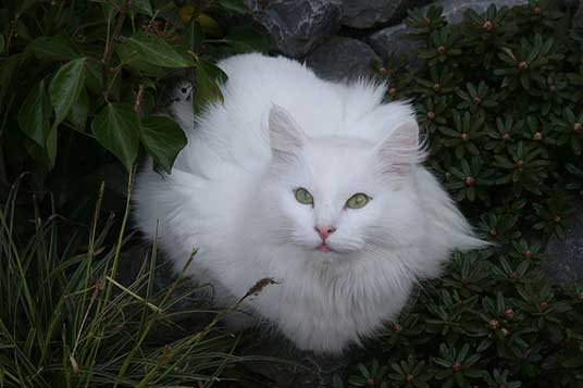 white norwegian forest cat