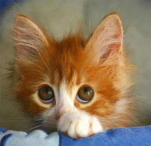 kitten with big eyes