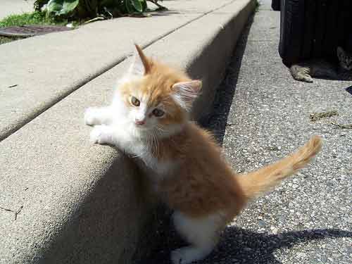 kitten on kerb