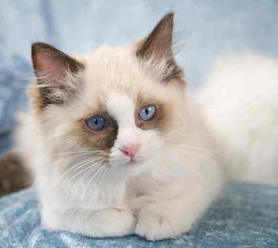 names: (ragdoll cats for