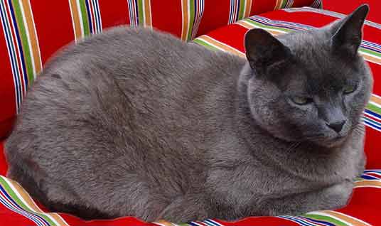 russian blue cat