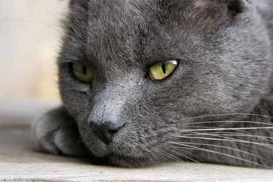 russian blue cat