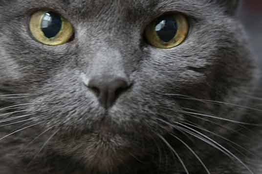 Top of Russian Blue Cat page