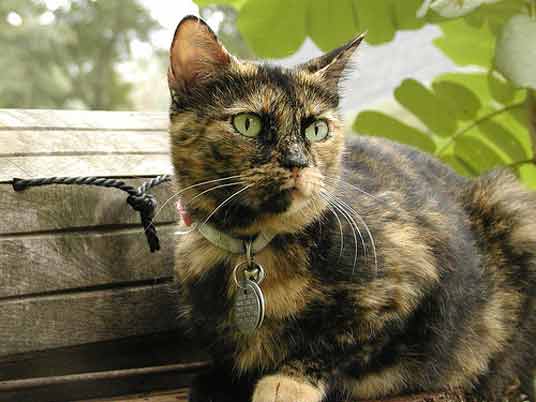 tortoiseshell cat