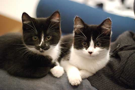 tuxedo kittens