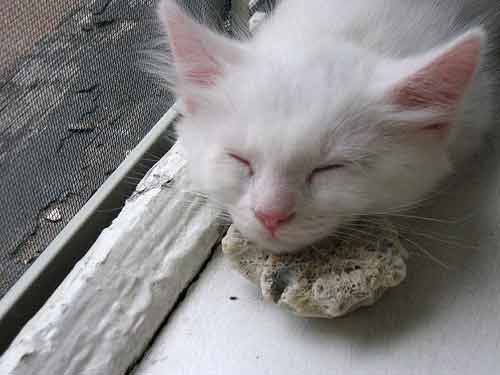 cat sleeping on coral