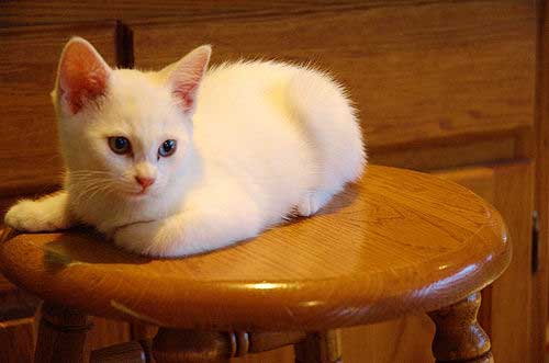 white kitten on stool