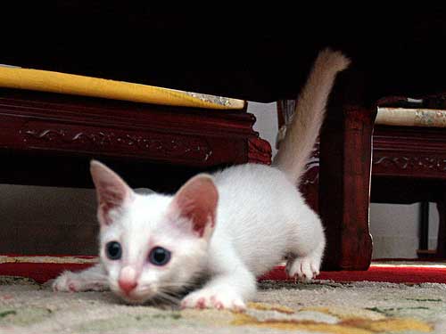 white kitten playing