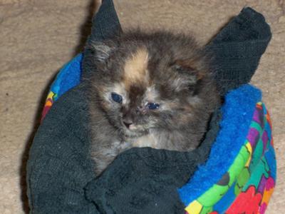 Milo as a kitten sitting in her little bed.