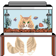 cat aquarium