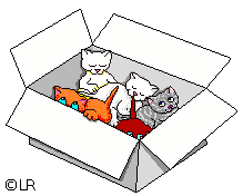 kittens in box