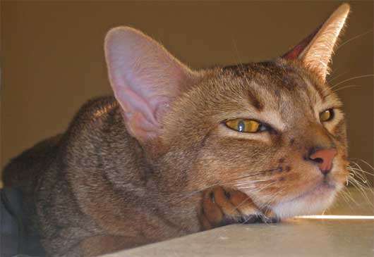 abyssinian cat