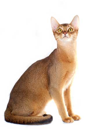 abyssinian cat