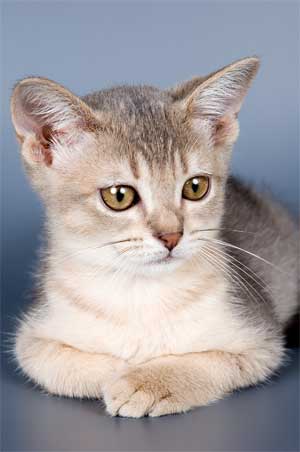 abyssinian kitten