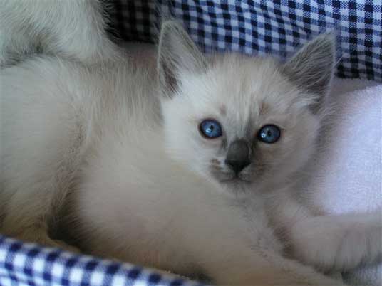 balinese kitten