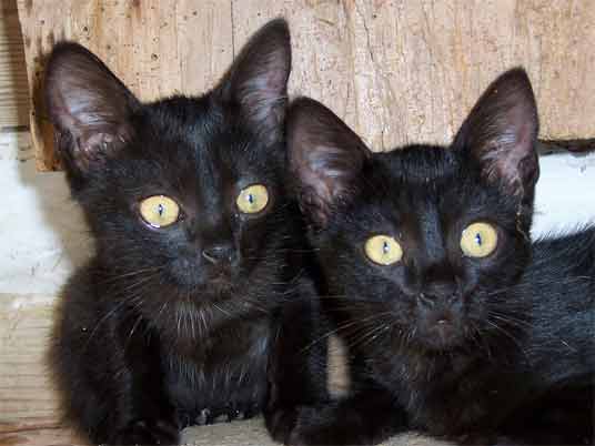 black cats