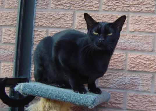 bombay cat