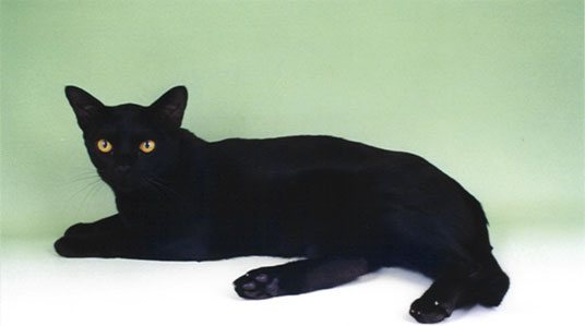 bombay cat