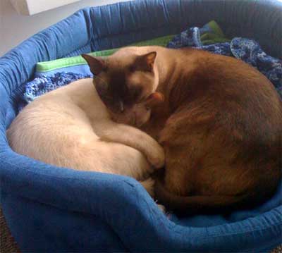 are burmese cats like dogs