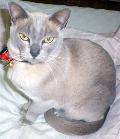 lilac burmese