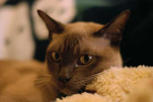 burmese cat