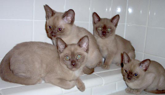 burmese kittens