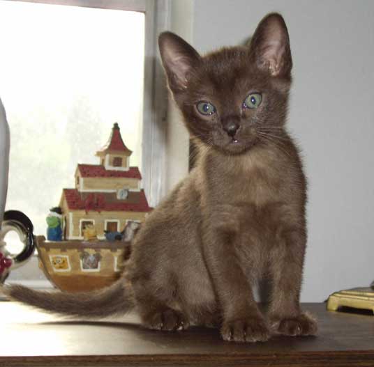 burmese kitten