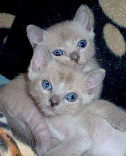 burmese kittens