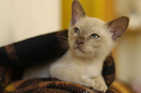 burmese kitten