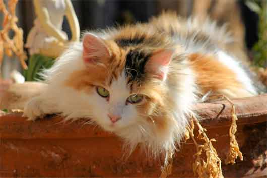 Long-haired calico cat