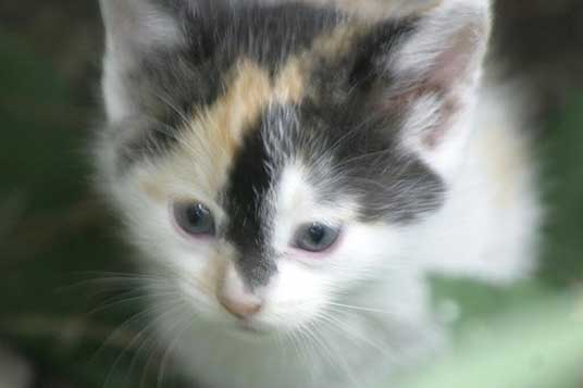 calico kitten