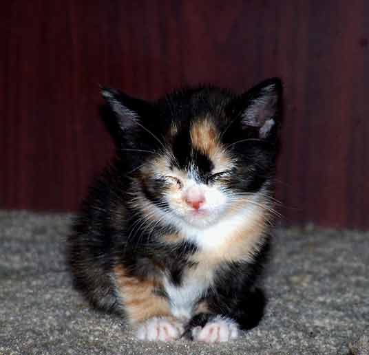 sleepy calico kitten