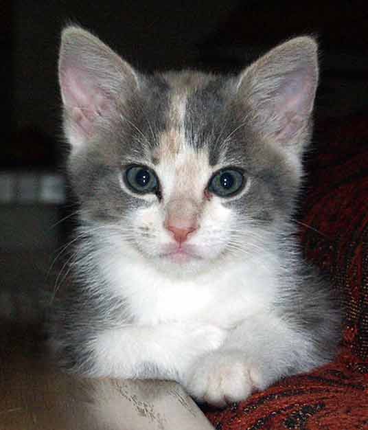 calico kitten