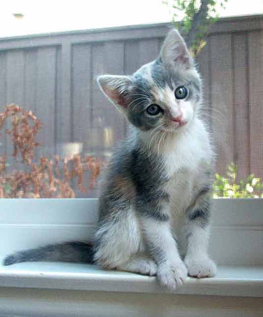 calico kitten