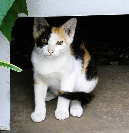 calico kitten