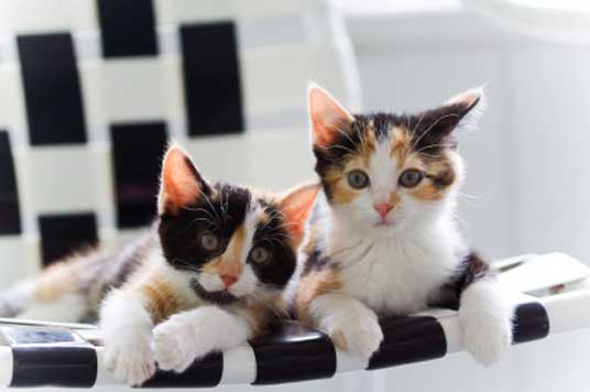 calico kittens